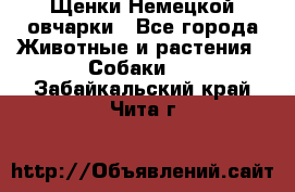 Щенки Немецкой овчарки - Все города Животные и растения » Собаки   . Забайкальский край,Чита г.